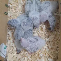 جوجه گرنجیک