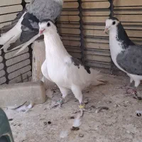 تعدادی سینه واز دستگردی