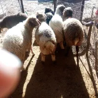 بره|حیوانات مزرعه|اسلام‌‌آباد غرب, |دیوار