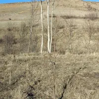 فروش باغ|فروش زمین و ملک کلنگی|مشگین شهر, |دیوار