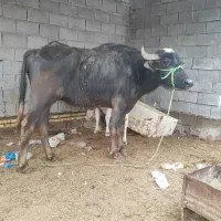 گاومیش باگوساله نر وابستن 7ماه