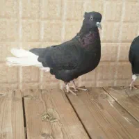 کبوتر دم سفید|پرنده|اصفهان, سلطان‌آباد|دیوار