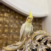 عروس هلندی پاریس