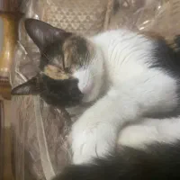 گربه واگذاری فوری با تمامی وسایل