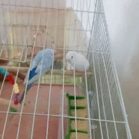 مرغ عشق|پرنده|سلماس, |دیوار