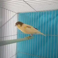 قناری نر مست شلاقی زنگی زنگی