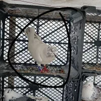 کبوتر ۳عدد دوتا نر یه ماده یکجا ۱میلیون