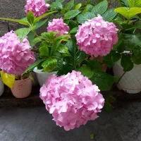 گل ادریسی