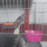 دو عدد قناری قرص|پرنده|محمدیه-قزوین, |دیوار