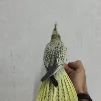 عروس هلندی مرواریدی|پرنده|ری, سیزده آبان|دیوار