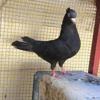 کفتر زاغ نر