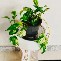 تاب وگل ها