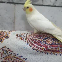 عروس هلندی ماده