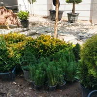 باغبانی .درخت کاری.کاشت واجرا . محوطه سازی.|خدمات باغبانی و درختکاری|کرج, باغ سیب|دیوار