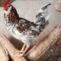 خروس گلین