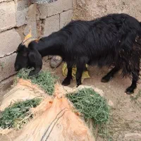 میش و بز فروشی