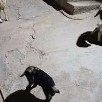 دو عدد بزغاله کوچک شیری خوار بفروش میرسید|حیوانات مزرعه|ایوان, |دیوار