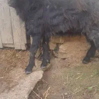 بز نر ۳۵کیلو گوسفند|حیوانات مزرعه|صومعهسرا, |دیوار