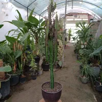 گل افوربیا قرمز قد ۱۱۰ سانت ارسال رایگان + هدیه|گل و گیاه طبیعی|مشهد, رضاییه|دیوار