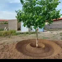 تشتک،باغبانی،درختکاری،چاله کنی،چیدنی ها۰فوق تخصصی