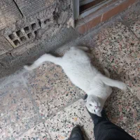 گربه|گربه|خرم‌آباد, |دیوار