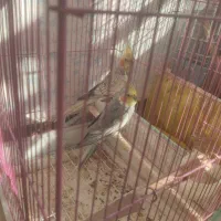 یک جفت عروس هلندی