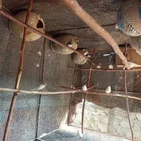 فنچ|پرنده|بندرعباس, |دیوار