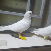 سلام امروز دو کبوتر داخل کلدوزخ دو دزدیده شد|پرنده|ایذه, |دیوار