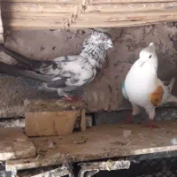 کفتر پرشی|پرنده|میناب, |دیوار