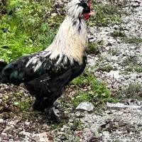 خروس خارجی