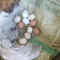 تخم مرغ محلی اصلی