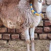 بره نر چینی