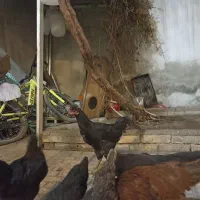 7 عدد مرغ و خروس 6ماه  فروش فوری
