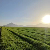 جذب نیروی حرفه ای همراه با ارتقا جایگاه شغلی