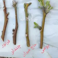 هرس وپیوند باغ