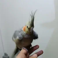 عروس هلندی ماده