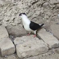 ماده دوبال کاکلی سیاه