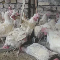 مرغ مادر|حیوانات مزرعه|حمیدیا, |دیوار