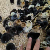 پخش عمده جوجه یک روزه محلی و گلپایگانی در شیراز
