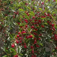 باغ آلبالو|فروش زمین و ملک کلنگی|تسوج, |دیوار