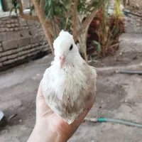 طوق زرد