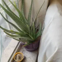 گل آلوئه ورا