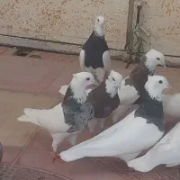 طوقی پا لخت|پرنده|ابریشم, |دیوار