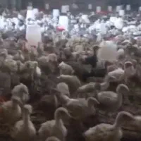 عرضه انواع جوجه به صورت عمده شرکت آذرجوجه شیرزاد