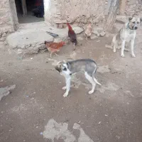 سگ تازی|سگ|کلاترزان, |دیوار