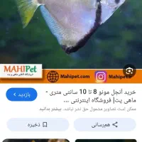 آنجل مونو درشت