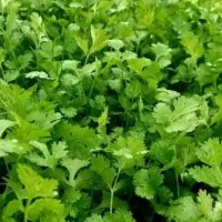 سبزی خورشتی رامهرمز درجه یک و کاملا بهداشتی