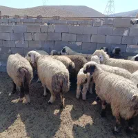 ۲۶راس شیشک آبستن گله بگیر مخصوص داشت