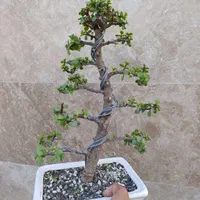 گل و گیاه درختچه بنسای بونسای جید مینیاتوری|گل و گیاه طبیعی|تهران, لویزان|دیوار