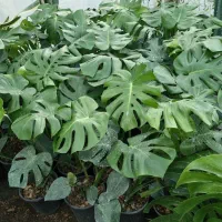 برگ انجیری ابلق و سبز